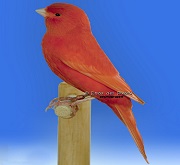 Canarino di colore rosso intenso ala colorata - foto Enzo del Pozzo© (riproduzione vietata senza il consenso scritto dell'autore)