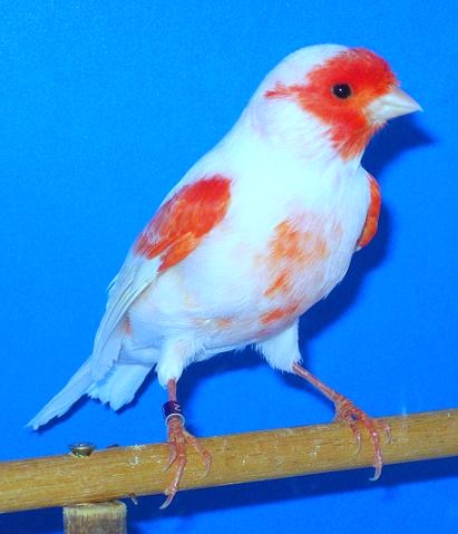 Canarino di colore lipocromico rosso mosaico maschio - foto dalla rete