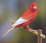 Canarino di colore rosso ali bianche intenso - foto dalla rete