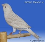 Canarino di colore satine' bianco - foto del Pozzo© (riproduzione vietata senza il consenso scritto dell'autore)