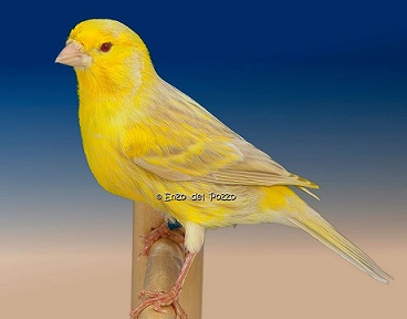 Canarino di colore satine' brinato giallo - foto del Pozzo© (riproduzione vietata senza il consenso scritto dell'autore)