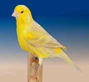 Canarino di colore satine' giallo brinato - foto del Pozzo© (riproduzione vietata senza il consenso scritto dell'autore)