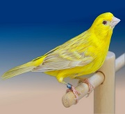 Canarino di colore satine' giallo intenso - foto Enzo del Pozzo© (riproduzione vietata senza il consenso scritto dell'autore)