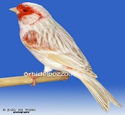 Canarino di colore satine'mosaico rosso - foto del Pozzo© (riproduzione vietata senza il consenso scritto dell'autore)