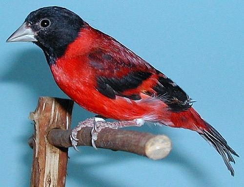 Cardinalino del Venezuela maschio ancestrale - foto dalla rete