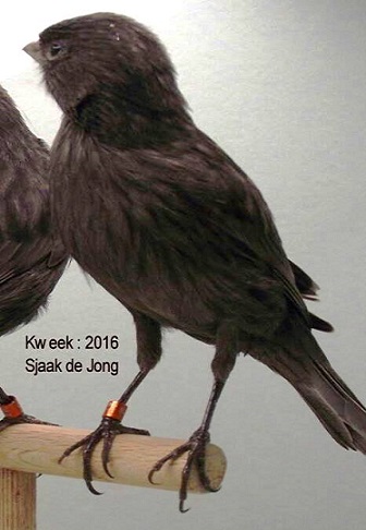 Canarino melaninico conix - foto di Frans BeijinŠ (riproduzione vietata senza il consenso scritto dell'autore)