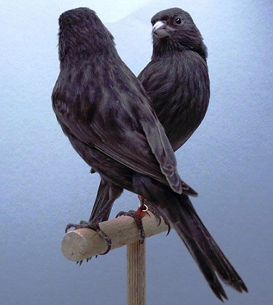 Canarini melaninici conix - foto di Frans BeijinŠ (riproduzione vietata senza il consenso scritto dell'autore)
