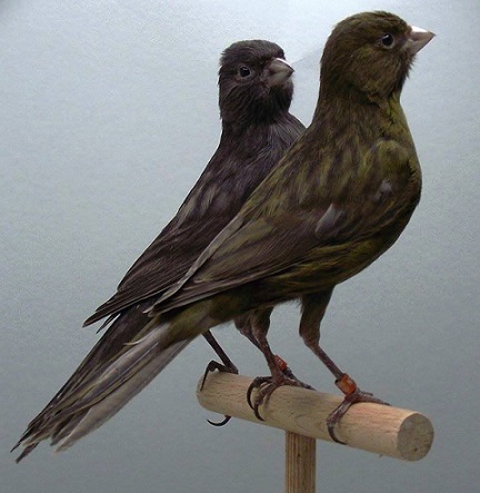 Canarino melaninico conix nero gillo e nero bianco - foto di Frans BeijinŠ (riproduzione vietata senza il consenso scritto dell'autore)