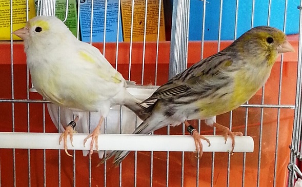 Canarini agata x agata opale - foto Federico VulpinŠ (riproduzione vietata senza il consenso scritto dell'autore)
