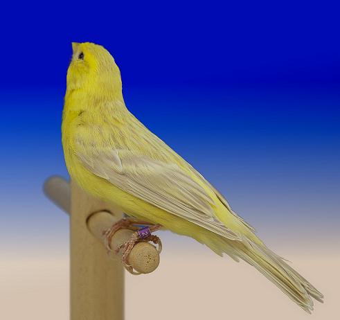Canarino isabella avorio giallo intenso - foto del Pozzo© (riproduzione vietata senza il consenso scritto dell'autore)