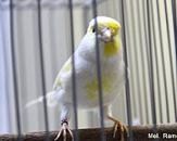 Canarino mosaico giallo bicromatico - foto dalla rete