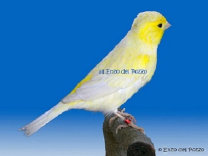 Canarino di colore isabella opale brinato giallo - foto del Pozzo© (riproduzione vietata senza il consenso scritto dell'autore)