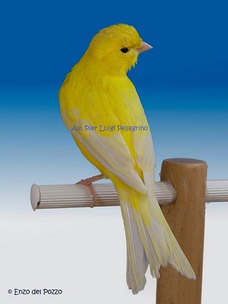 Canarino melaninico isabella opale giallo intenso - foto del Pozzo© (riproduzione vietata senza il consenso scritto dell'autore)
