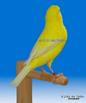 Canarino di colore isabella opale intenso giallo - foto del Pozzo© (riproduzione vietata senza il consenso scritto dell'autore)