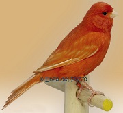 Canarino di colore isabella pastello intenso rosso - foto del Pozzo© (riproduzione vietata senza il consenso scritto dell'autore)