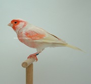 Canarino di colore isabella pastello mosaico rosso maschio - foto Lodato© (riproduzione vietata senza il consenso scritto dell'autore)