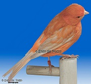 Canarino di colore isabella pastello intenso rosso avorio - foto del Pozzo© (riproduzione vietata senza il consenso scritto dell'autore)