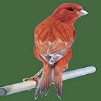canarino isabella rosso intenso - foto dalla rete