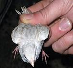 Canarino isabella bianco - foto dalla rete