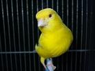 Canarino Lutino giallo intenso - foto dalla rete