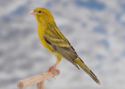 Canarino di colore nero eumo giallo intenso - foto dalla rete