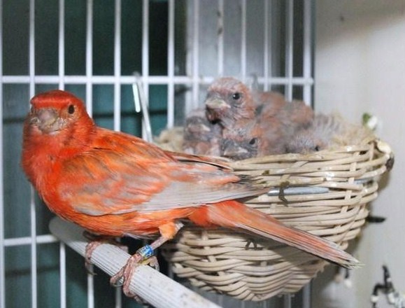 Canarino nero opale rosso con nido - foto La Voliera
