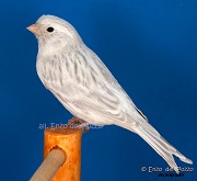Canarino di colore agata opale bianco - foto del Pozzo© (riproduzione vietata senza il consenso scritto dell'autore)