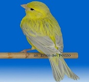 Canarino di colore agata opale giallo - foto del Pozzo© (riproduzione vietata senza il consenso scritto dell'autore)
