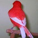 Canarino lipocromico rosso intenso ala bianca - foto dalla rete