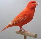 Canarino rosso intenso - foto dalla rete