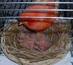 Canarina rossa brinata con pulli - foto dalla rete