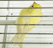 Canarino di colore satine' smelanizzato - foto Ciro Costabile© (riproduzione vietata senza il consenso scritto dell'autore)