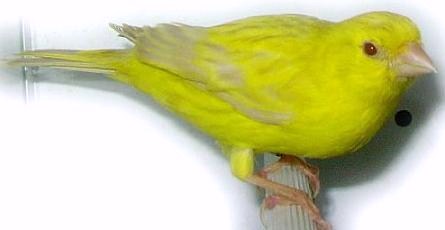 Canarino satine' giallo intenso - foto dalla rete