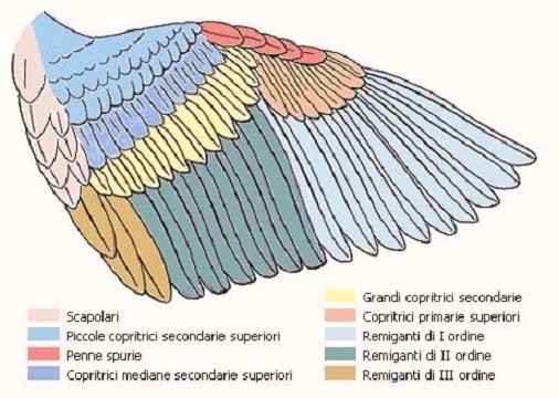Penne ala uccello - disegno dalla rete
