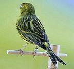 Canarino nero giallo intenso - allevamento caruso - foto alcedo