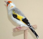 Cardellino major mutazione agata - foto ornitologia lodato© (riproduzione vietata senza il consenso scritto dell'autore)