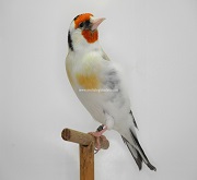 Cardellino major aminet - foto ornitologia lodato (riproduzione vietata senza il consenso scritto dell'autore)
