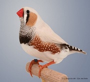 Maschio diamante mandarino mascherato - foto dalla rete