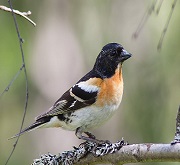 Fringilla montifringilla (Peppola)  - foto dalla rete