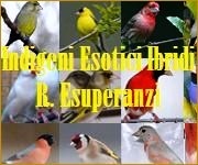 Il Portale Italiano dell'Ornitofilia V&A - Rubrica Indigeni Esotici Ibridi - Renzo Esuperanzi