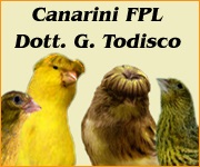 Il Portale Italiano dell'Ornitofilia V&A - Rubrica del Dott. Todisco Canarini di FPL