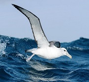 Albatros in pesca (fam. Diomedeidae)