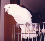 Il Cacatua bianco (Cacatua alba)