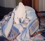 Il cacatua Rambo (malato)