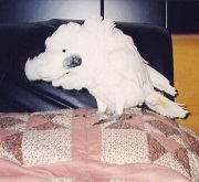 Rambo (Il Cacatua bianco del racconto)