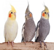Calopsitte (Nymphicus hollandicus )