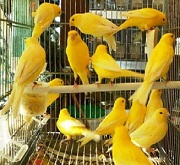 Canarini gialli