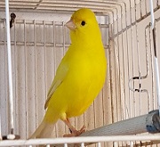 Canarino giallo