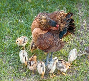 Chioccia gallina con pulcini