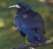 Corvo comune (Corvus frugilegus) soggetto adulto